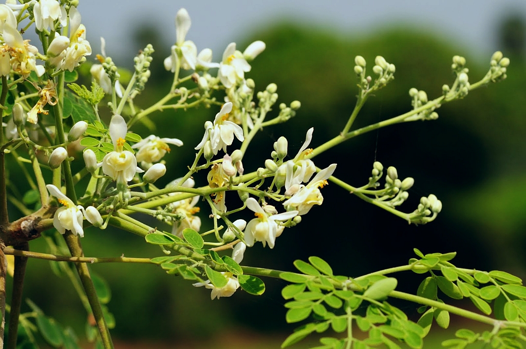 Moringa tree in Zimbabwe